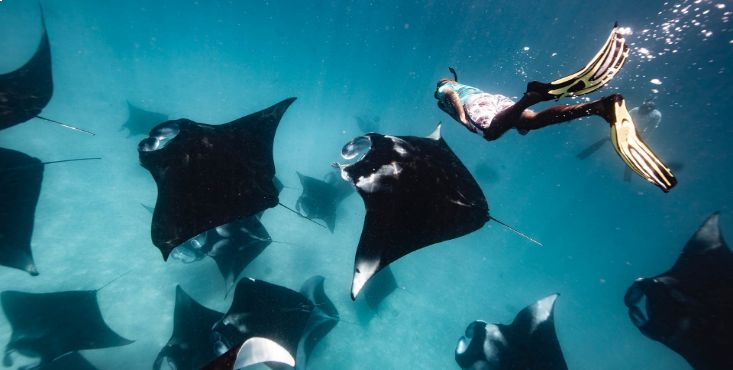 The Manta Rays Are Back in Baa Atoll