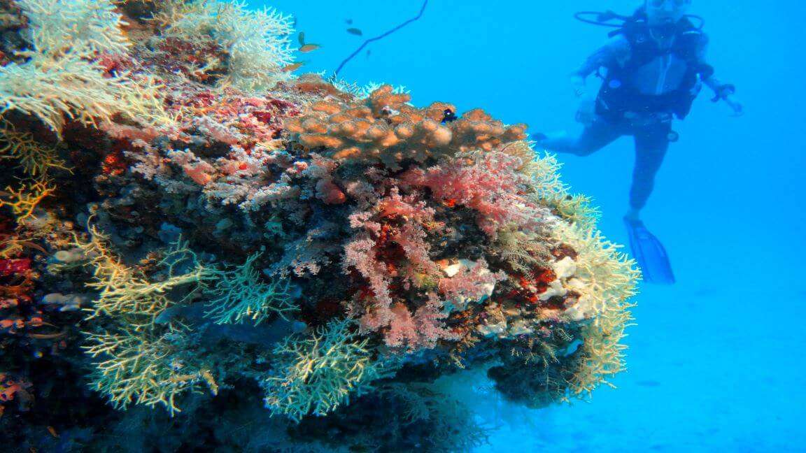 Underwater coral reef with tropical fish in ocean