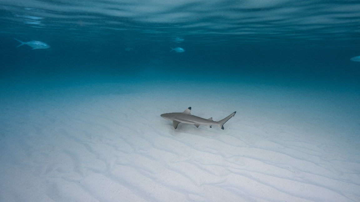 Underwater diving with manta rays in the Maldives' blue ocean