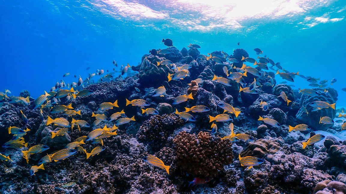 Scuba training activities at Reethi Resort, Maldives
