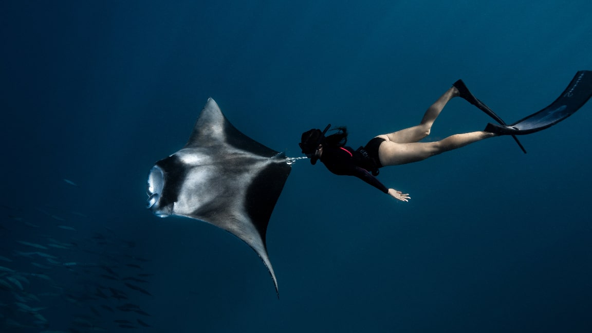Underwater diving with manta ray at Maldives