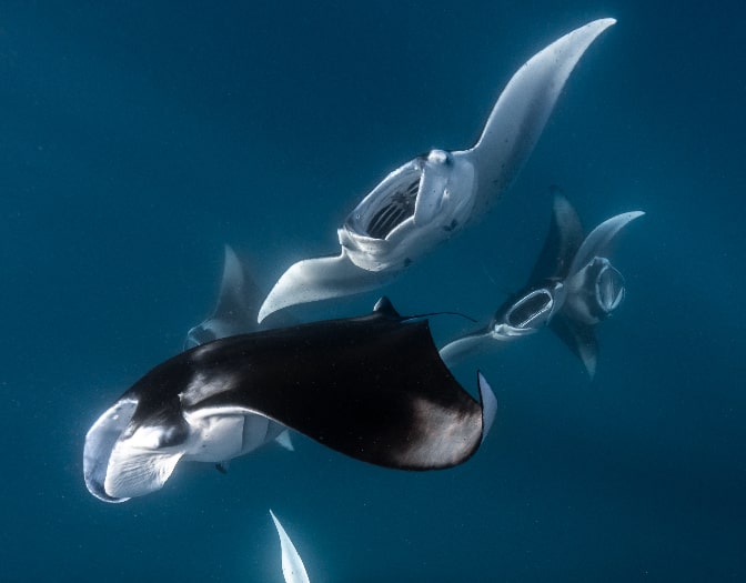 Underwater diving with Manta Ray at Reethi Beach Resort, Maldives 