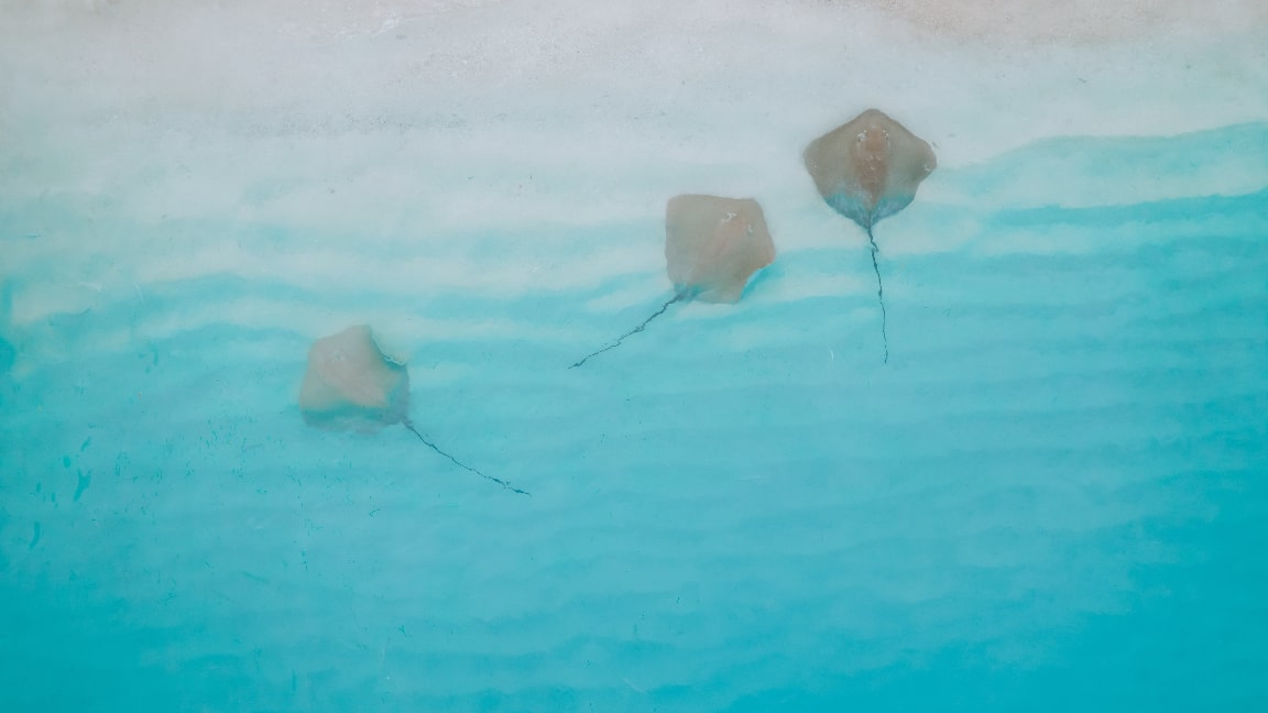 A couple diving at Maldives' blue ocean 