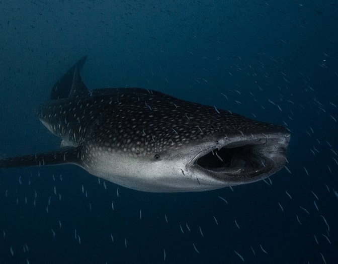 Close up of Whale shark and Manta Ray at Maldives