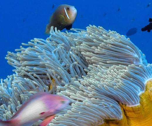 Underwater coral reef with fish in the ocean at Reethi Beach Resort Maldives